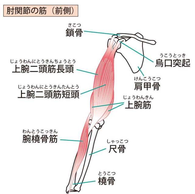 肘关节肌肉（前侧）