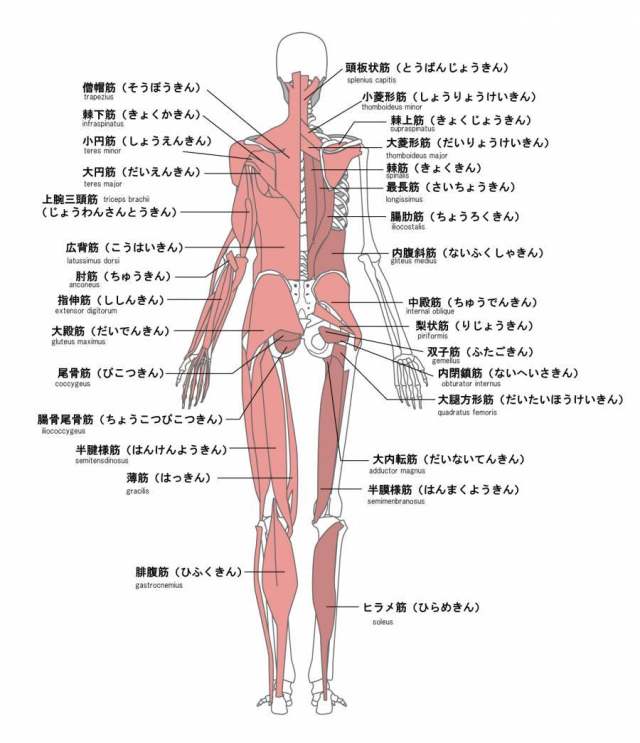 人体肌肉的名称背面英语