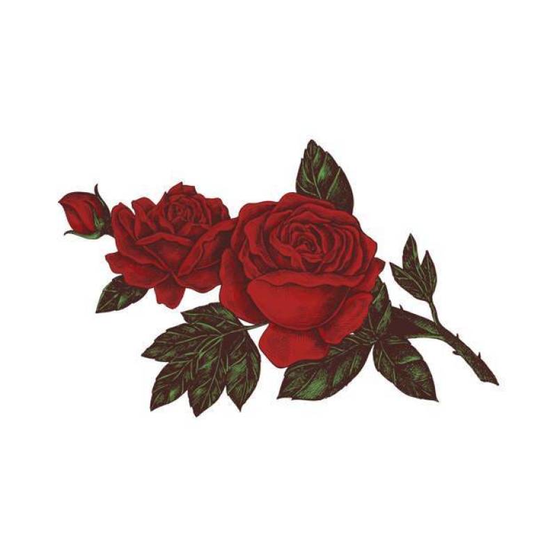 在白色背景隔绝的手拉的红色玫瑰