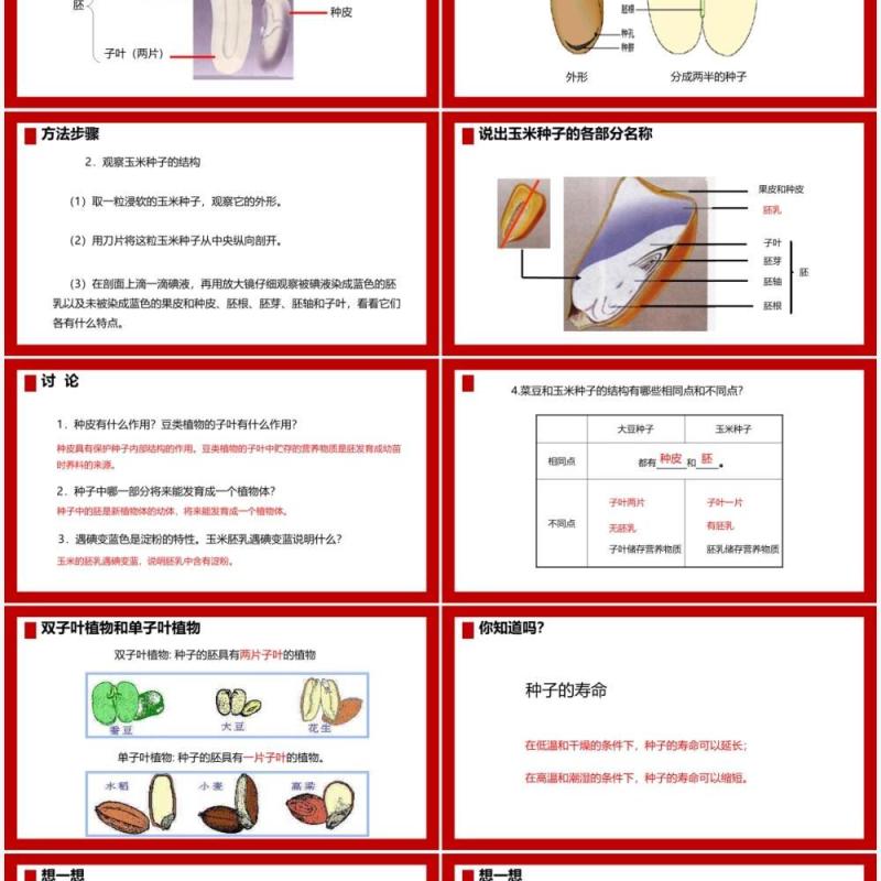 部编版七年级生物上册种子植物课件PPT模板