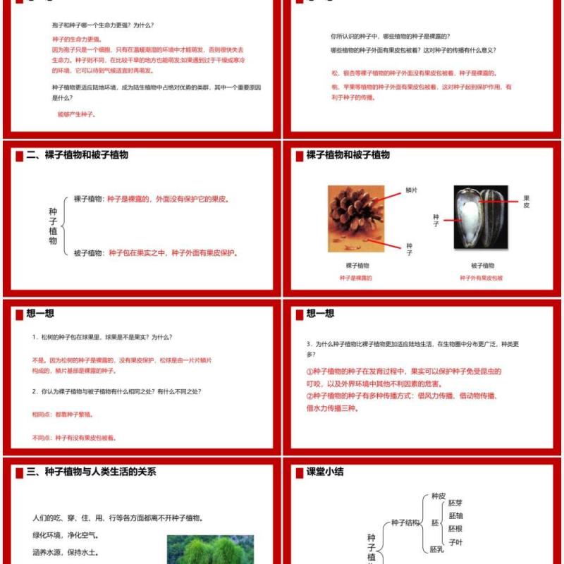 部编版七年级生物上册种子植物课件PPT模板