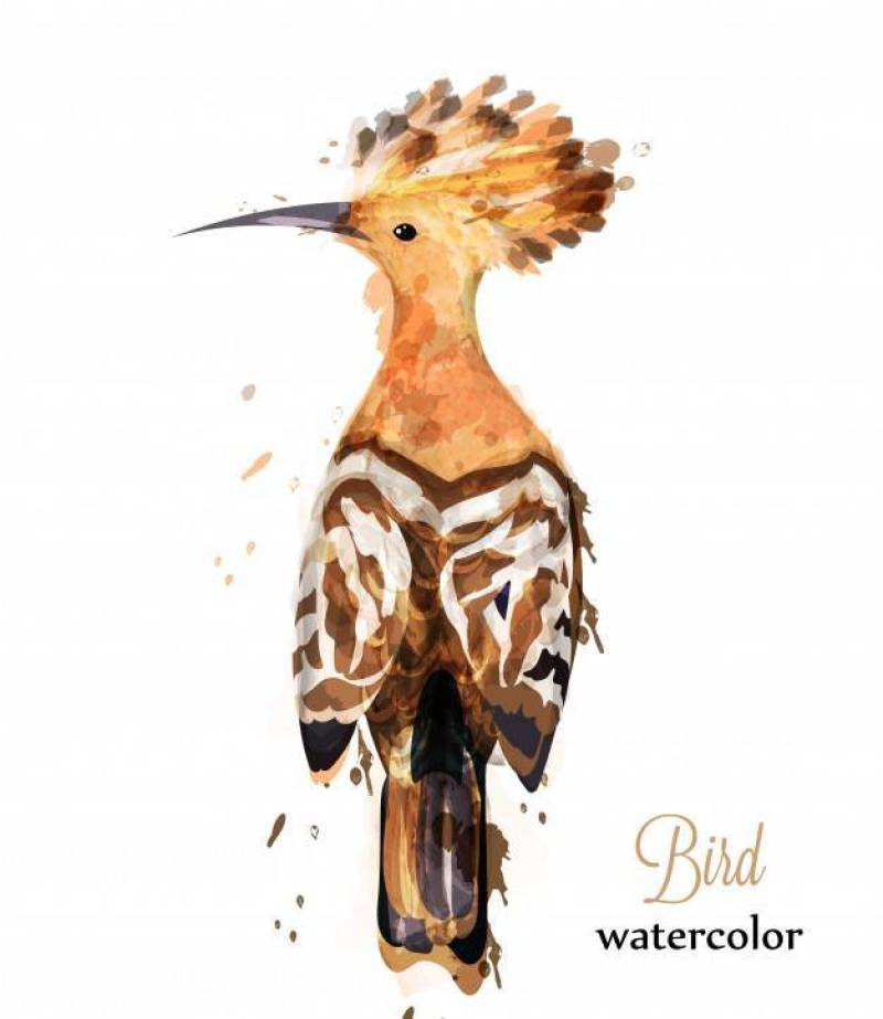 Hoopoe bird watercolor