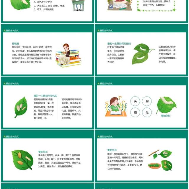 蚕的成长变化外部形态及成熟表现特征动态PPT模板 蚕的成长变化外部形态及成熟表现特征动态PPT模板