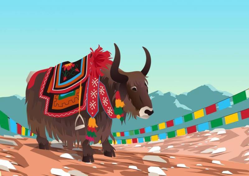 西藏牦牛矢量