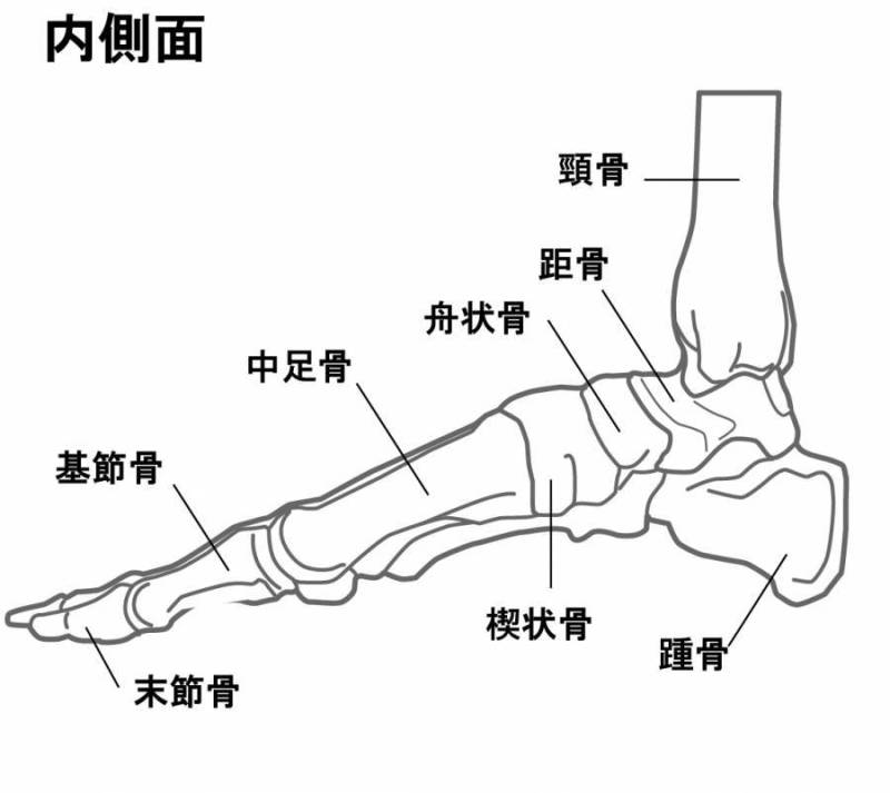 骨的脚内侧