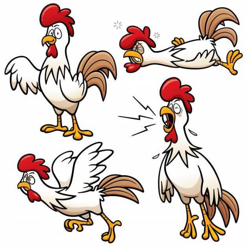 Cartoon Chicken Character