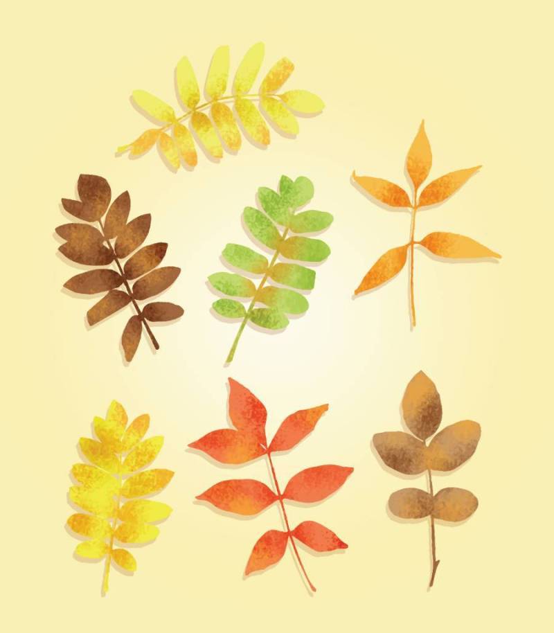 纹理的秋天树叶矢量