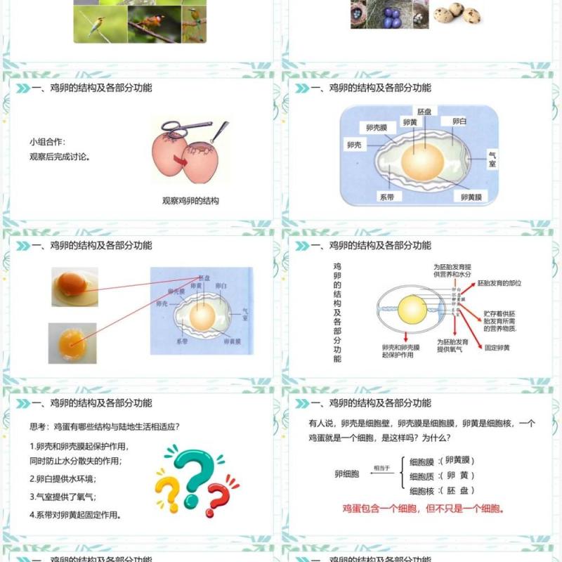 部编版八年级生物下册鸟的生殖和发育课件PPT模板