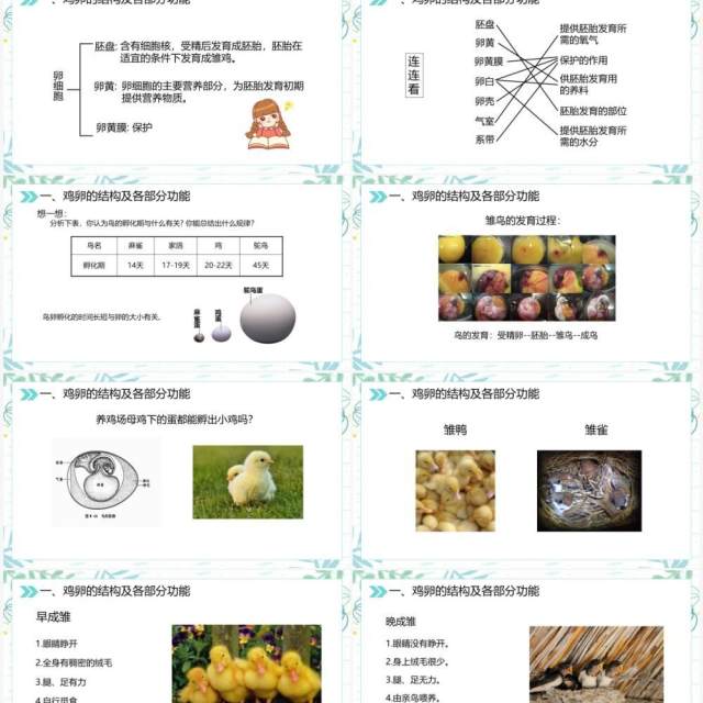 部编版八年级生物下册鸟的生殖和发育课件PPT模板