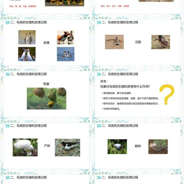 部编版八年级生物下册鸟的生殖和发育课件PPT模板 部编版八年级生物下册鸟的生殖和发育课件PPT模板