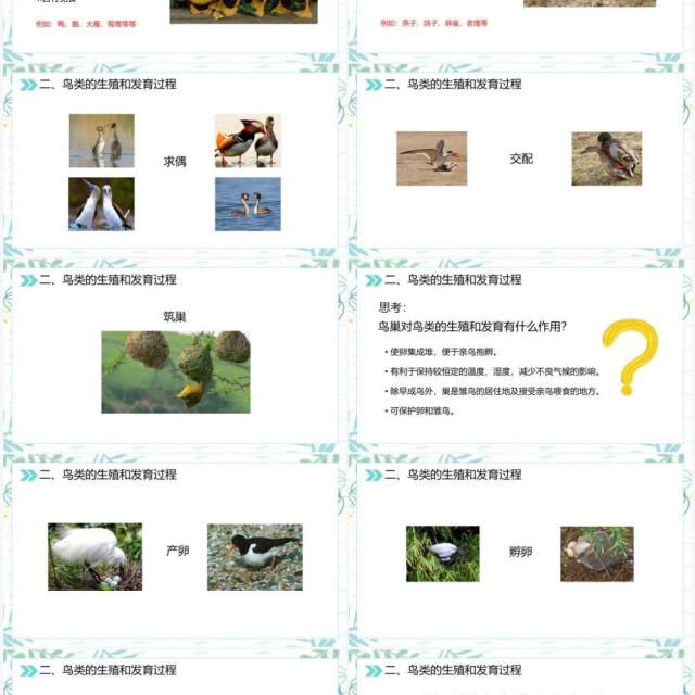 部编版八年级生物下册鸟的生殖和发育课件PPT模板