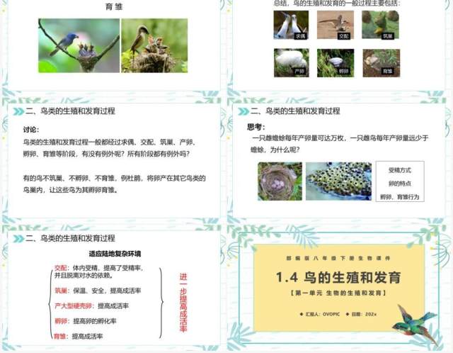 部编版八年级生物下册鸟的生殖和发育课件PPT模板