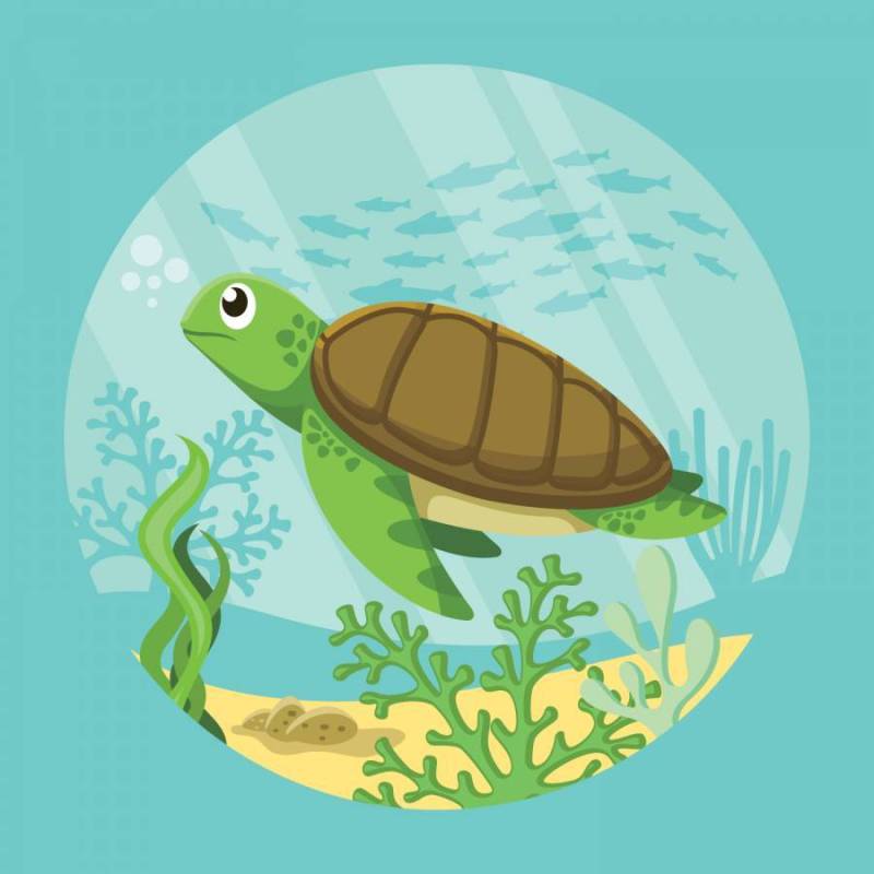 海龟的插图