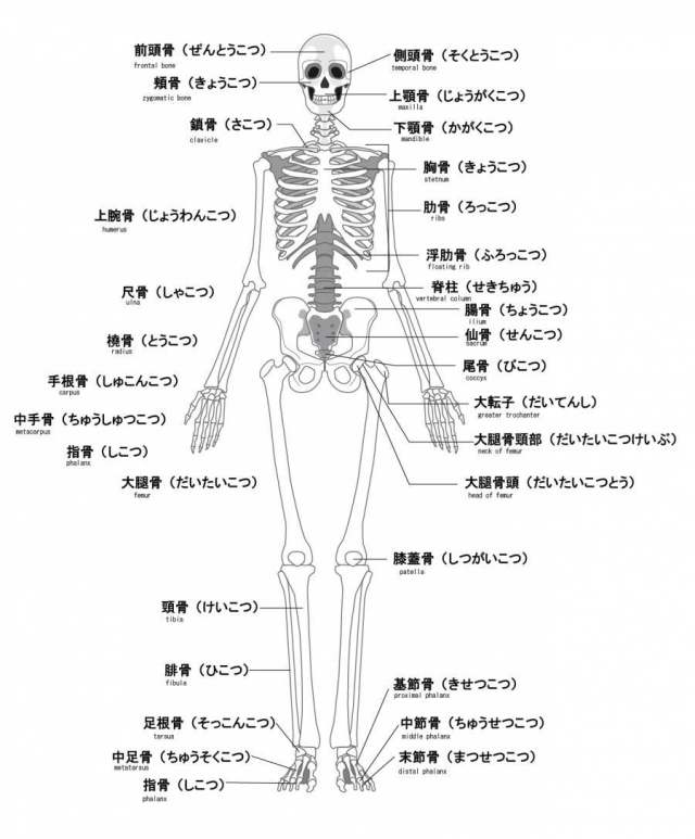 人类的骨骼名称英语