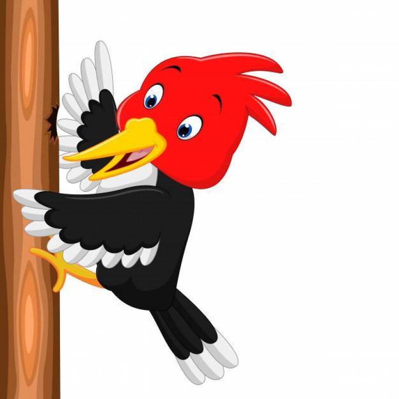 啄木鸟鸟动画片