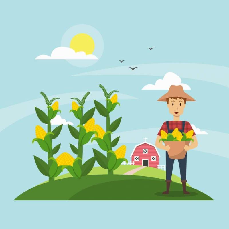 玉米秸秆田间和农民的插图