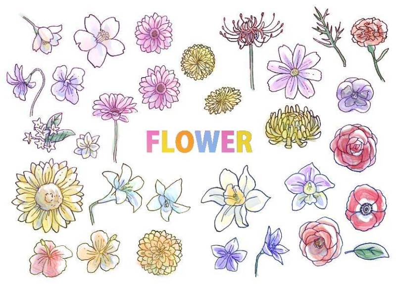 手写花卉插图集（与颜色）