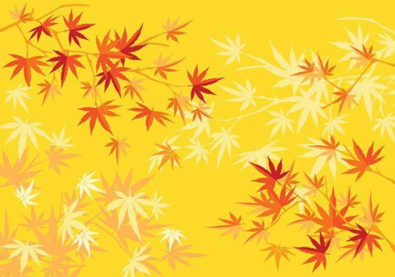 秋天或秋天日本槭树和树叶背景