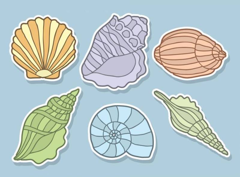 彩色的扇贝矢量