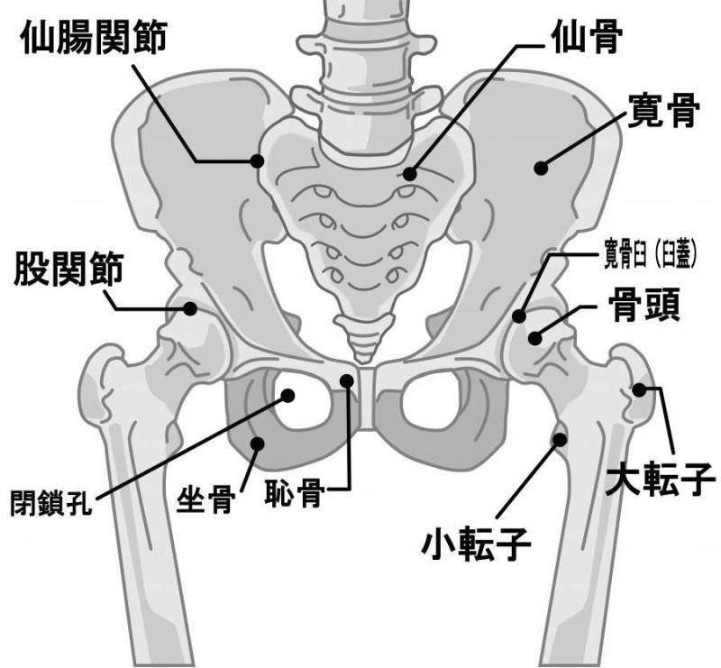骨盆周围的骨名称
