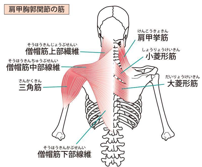 肩胛 - 胸部关节肌肉