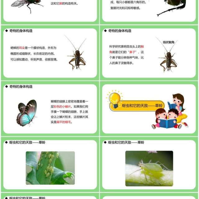 教科版六年级科学下册放大镜下的昆虫世界课件PPT模板