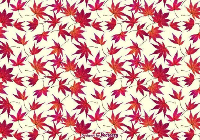 秋天日本枫叶背景