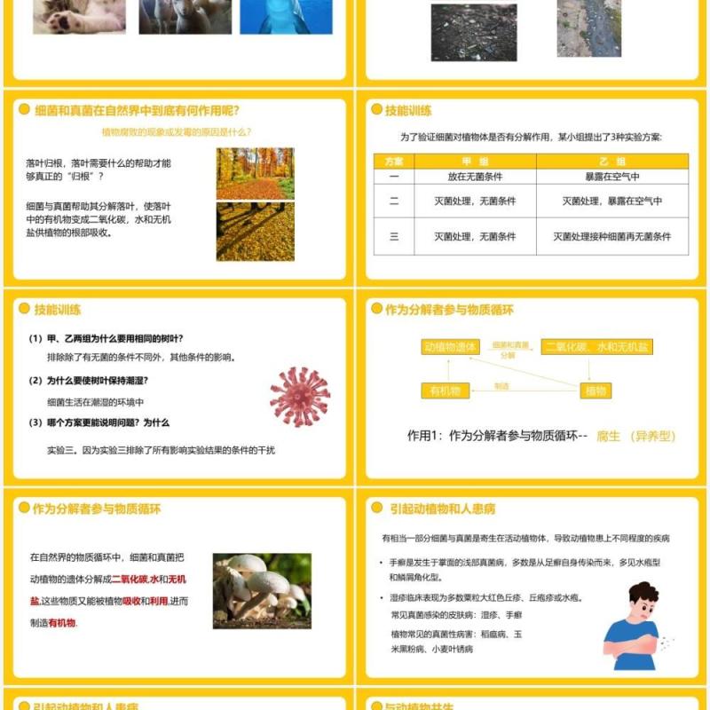 部编版八年级生物上册细菌和真菌在自然界中的作用PPT模板 部编版八年级生物上册细菌和真菌在自然界中的作用PPT模板