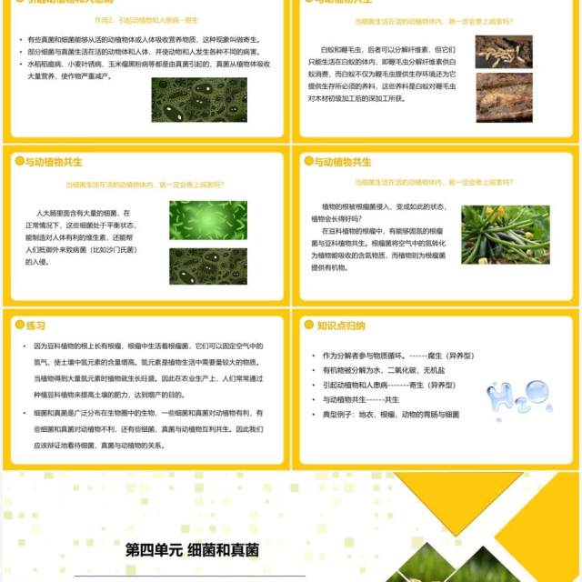 部编版八年级生物上册细菌和真菌在自然界中的作用PPT模板