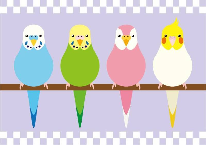 四只长尾小鹦鹉