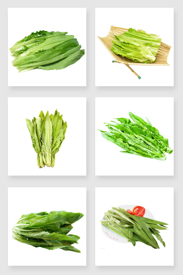 产品实物油麦菜设计素材 产品实物油麦菜设计素材