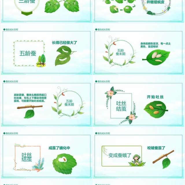 蚕的成长历程动态PPT模板 蚕的成长历程动态PPT模板