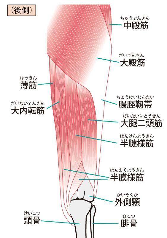 髋关节肌肉（背面）