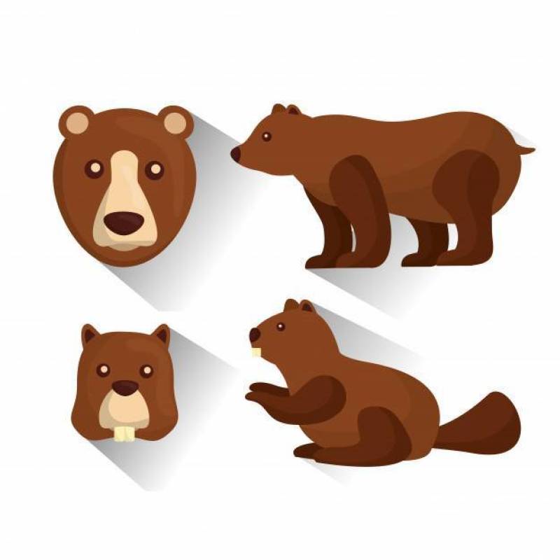 北美灰熊和海狸动物野生生物传染媒介例证