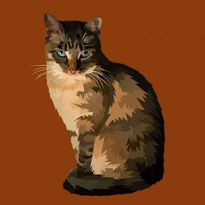 万圣夜猫坐和看