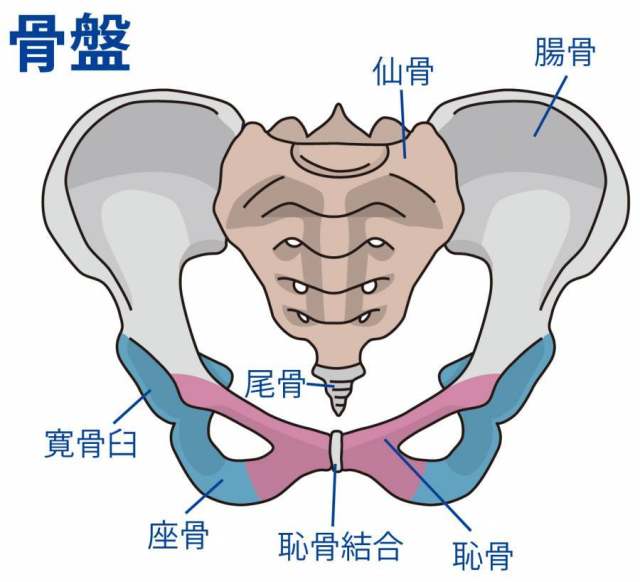 骨盆