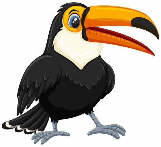 在白色背景的toucan