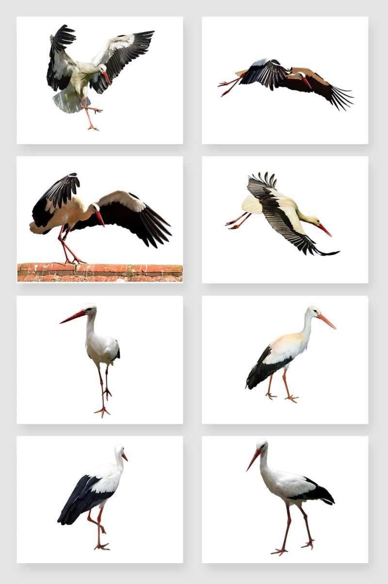 高清免抠仙鹤素材