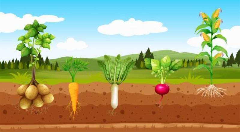 农业蔬菜和地下根
