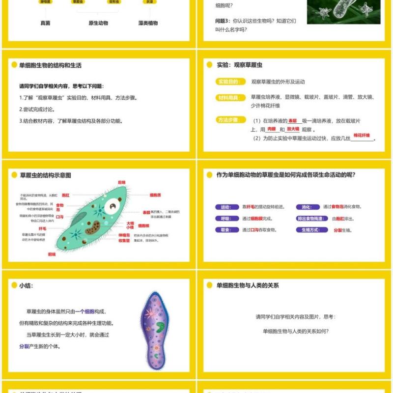 部编版七年级生物上册单细胞生物课件PPT模板