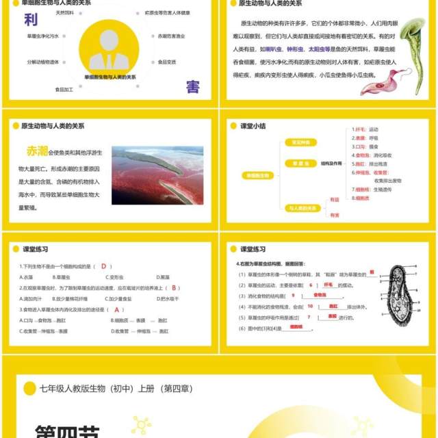 部编版七年级生物上册单细胞生物课件PPT模板 部编版七年级生物上册单细胞生物课件PPT模板