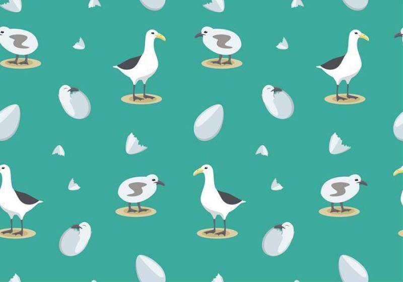 信天翁图案 矢量