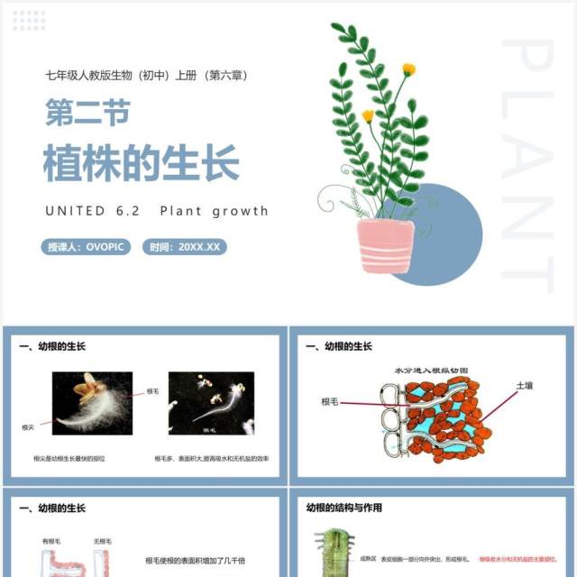 部编版七年级生物上册植株的生长课件PPT模板 部编版七年级生物上册植株的生长课件PPT模板