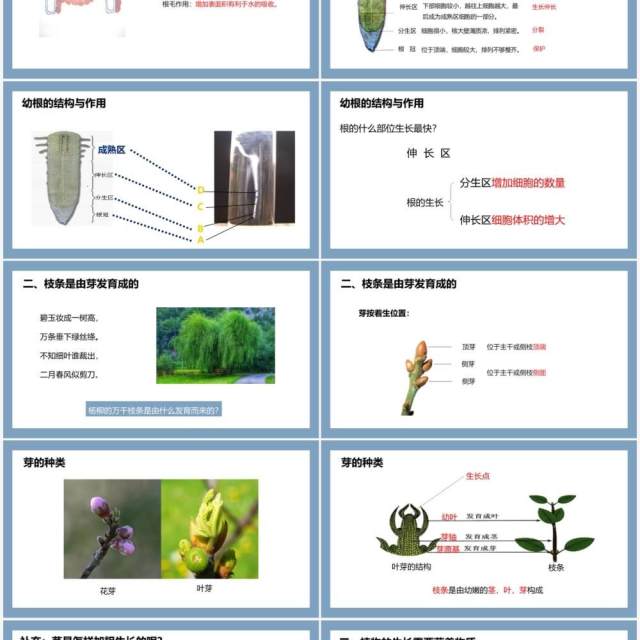 部编版七年级生物上册植株的生长课件PPT模板