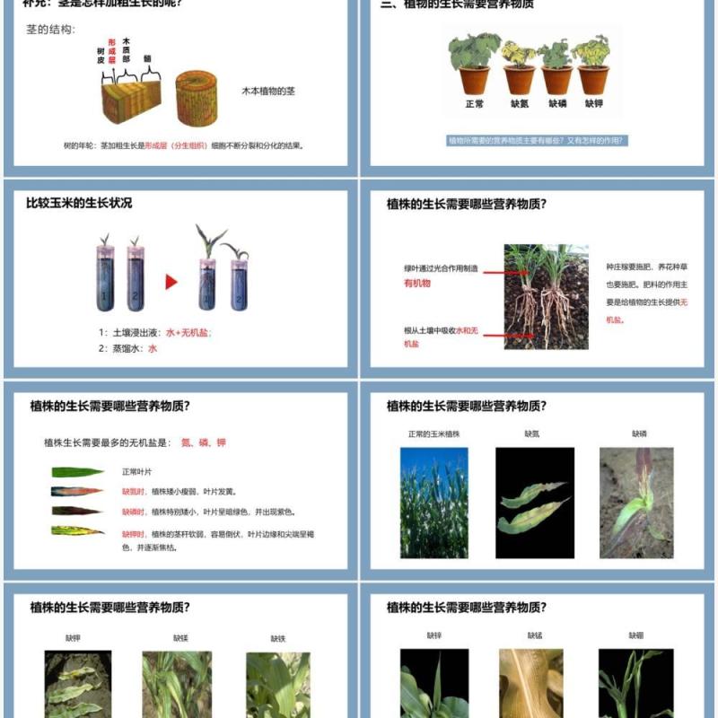 部编版七年级生物上册植株的生长课件PPT模板