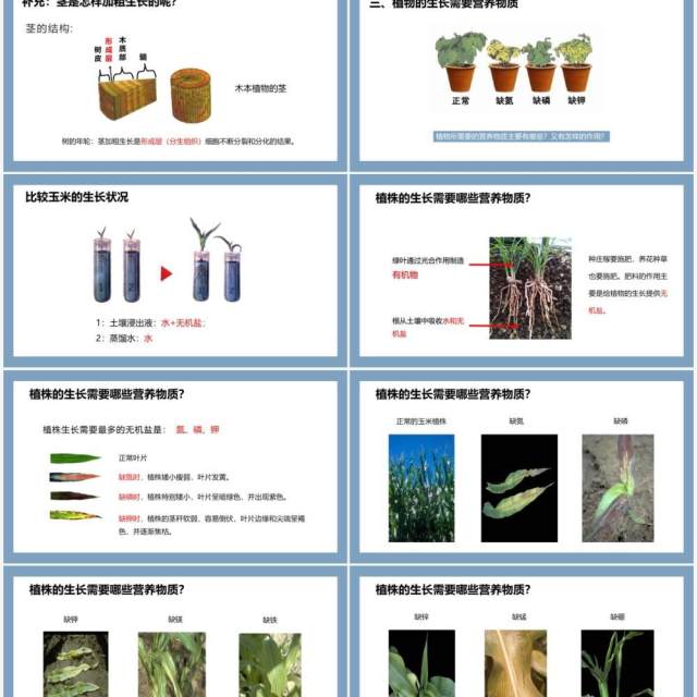 部编版七年级生物上册植株的生长课件PPT模板 部编版七年级生物上册植株的生长课件PPT模板