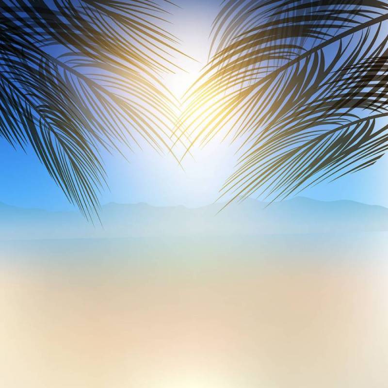 夏天的棕榈树背景