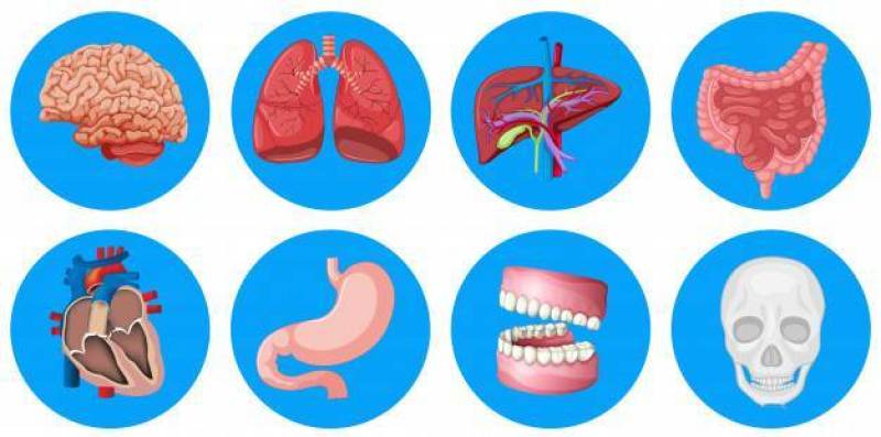 圆形徽章上的人体器官