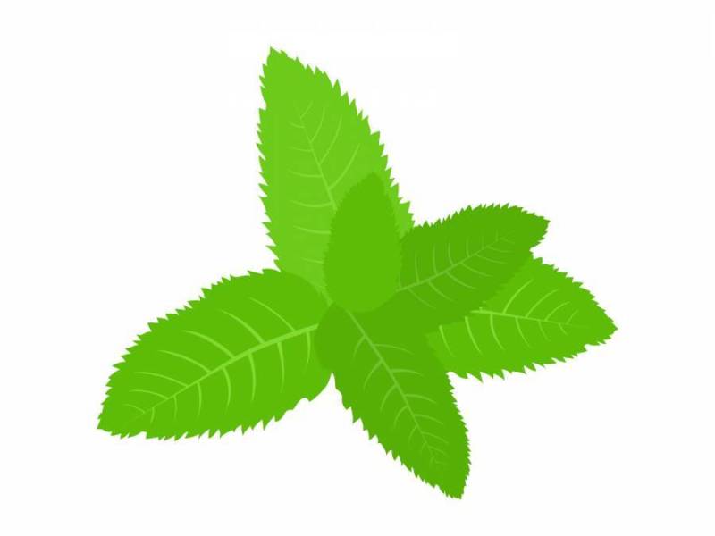 薄荷