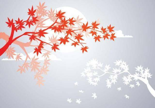 光滑的日本枫树植物和秋天枫叶背景